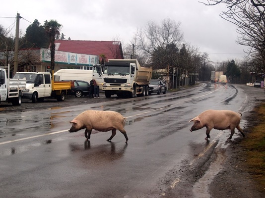 domuzlar,insanlarla barışıklar caddeler de!
