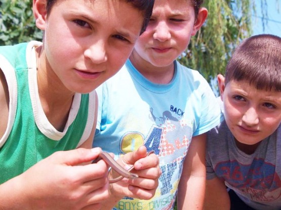 Anguis fragilis ,Yılanımsı Kertenkele, yavaş solucan,Anguna, kör solucan, kör yılan