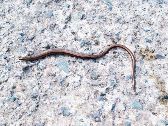 Anguis fragilis ,Yılanımsı Kertenkele, yavaş solucan,Anguna, kör solucan, kör yılan