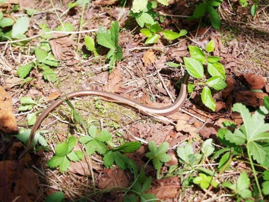 Anguis fragilis ,Yılanımsı Kertenkele, yavaş solucan,Anguna, kör solucan, kör yılan