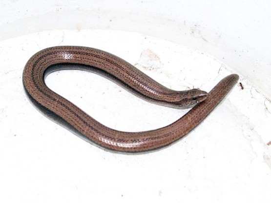 Anguis fragilis ,Yılanımsı Kertenkele, yavaş solucan,Anguna, kör solucan, kör yılan