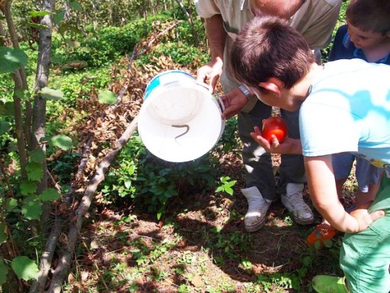 Anguis fragilis ,Yılanımsı Kertenkele, yavaş solucan,Anguna, kör solucan, kör yılan