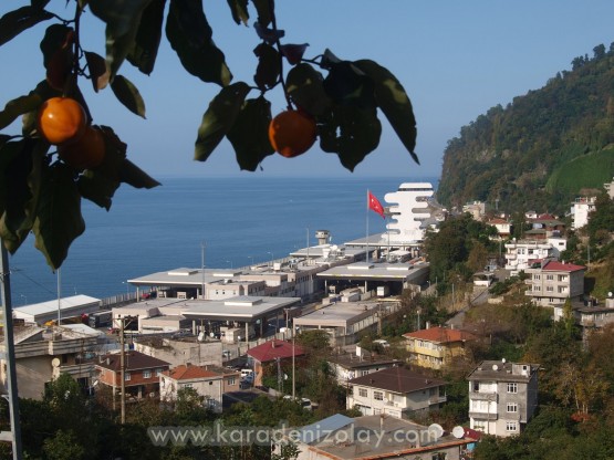 Trabzon hurması, dinlendiricidir