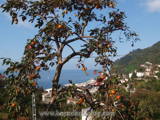 Trabzon Hurması, yüksek tansiyon için yararlıdır