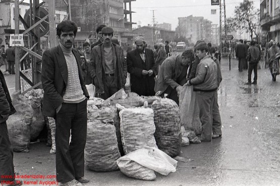 Araklı'da salyangoz alımı