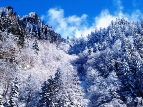 Karadeniz,  İlkbahar da ayrı güzeldir.