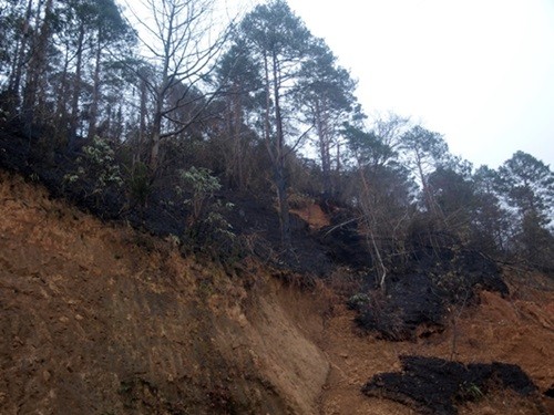 boylu ağaçlardan kurumuş olanlar,yangından etkilenmiş ve devrilmiş