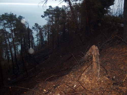 boylu ağaçlardan ziyade fauna hasarlı