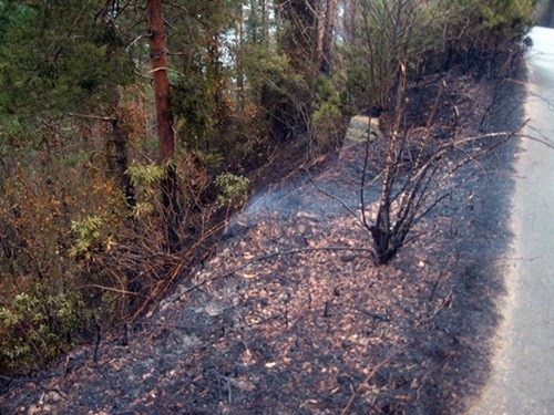 boylu ağaçlardan kurumuş olanlar,yangından etkilenmiş ve devrilmiş