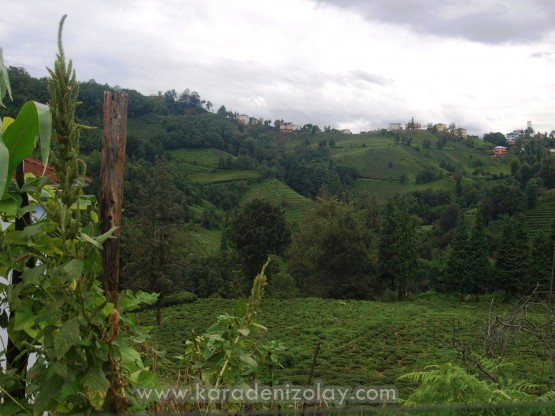 Köşklü köyü - İyidere/Rize