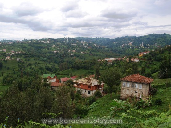 Köşklü köyü - İyidere/Rize