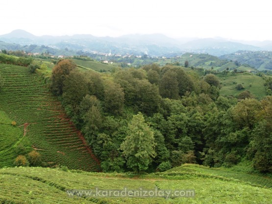 Rize- İyidere  köyleri