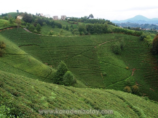 Rize- İyidere  köyleri