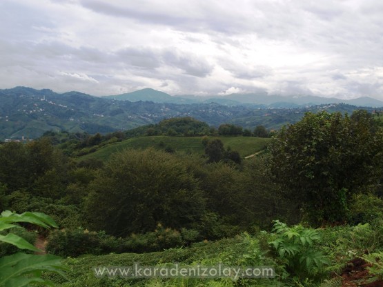 Rize- İyidere  köyleri