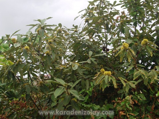 Çiftlikköy_ iyidere/Rize