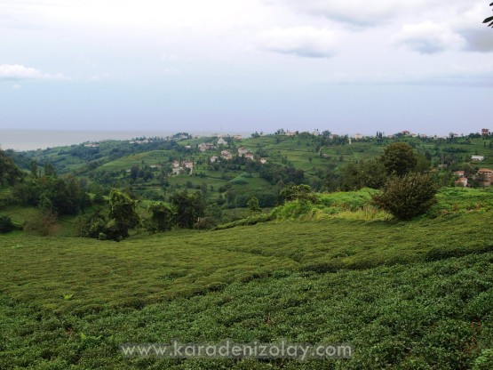 Rize- İyidere  köyleri