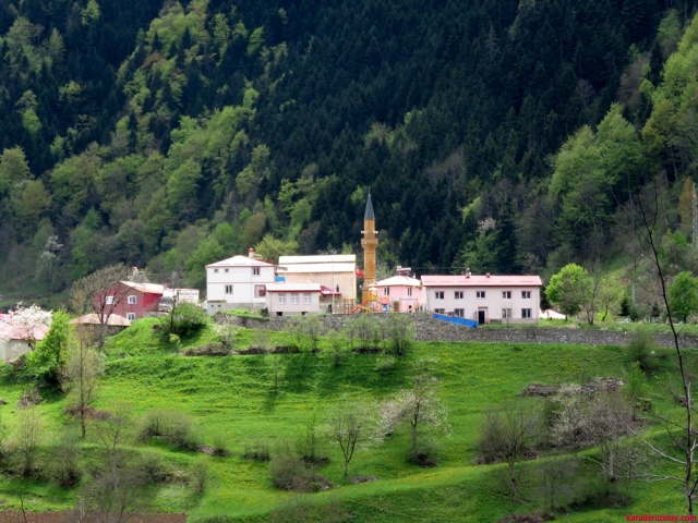 Hamsikoy cevresi 11