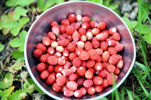 hanifta için taslar da uygun bir araçtır