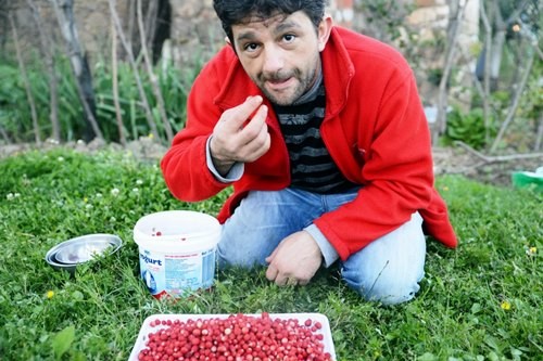 hanifta, yabani çilek, dağ çileği