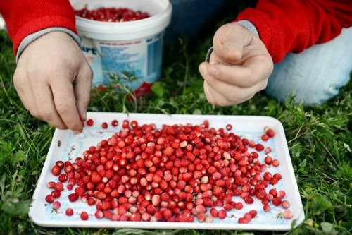 hanifta, yabani çilek, dağ çileği