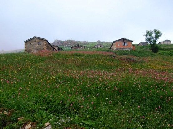İsporit yaylası - Araklı- Taşgeçit (Goloşa)
