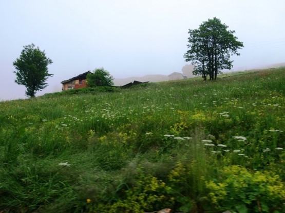 İsporit yaylası - Araklı- Taşgeçit (Goloşa)