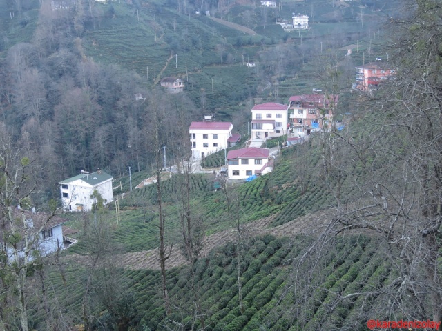 Güneysu/Rize