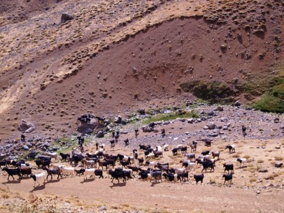 Çukur yayla da keçi sürüsü