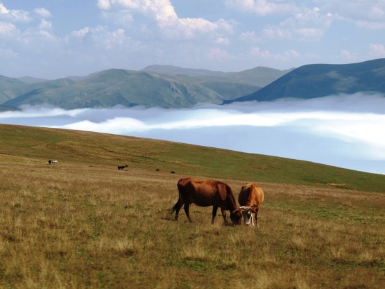 hayvanlar için bulunmaz bir yer