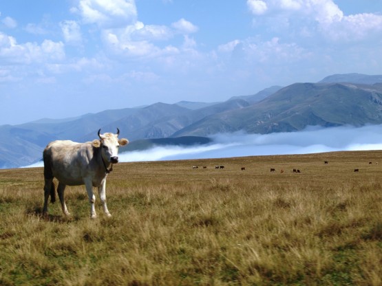 tam bir yayla