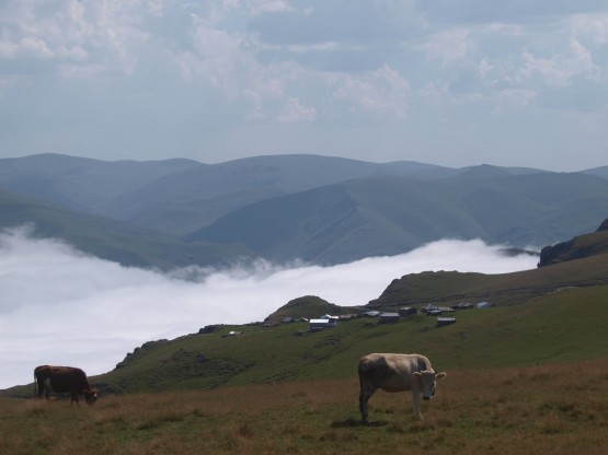 yayla ve hayvanlar