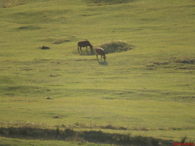 yayla ve sakinleri