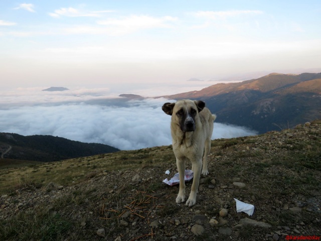 Çoban köpeği