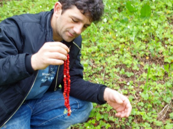 haniftalar, kendi ipine dizilir