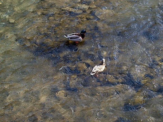 haldızan deresi uzungöl