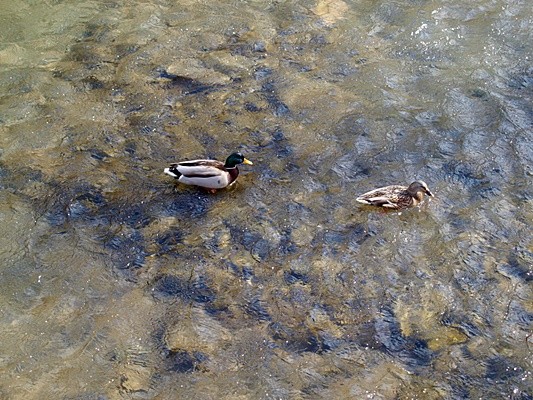 uzungöl de haldızan deresi ve ördekler