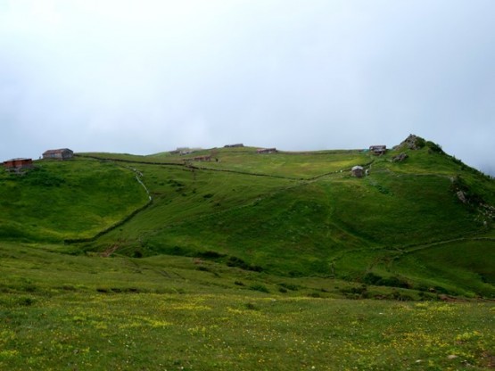 Trabzon/Araklı/ Golaşa/Zifinboğazı yaylası