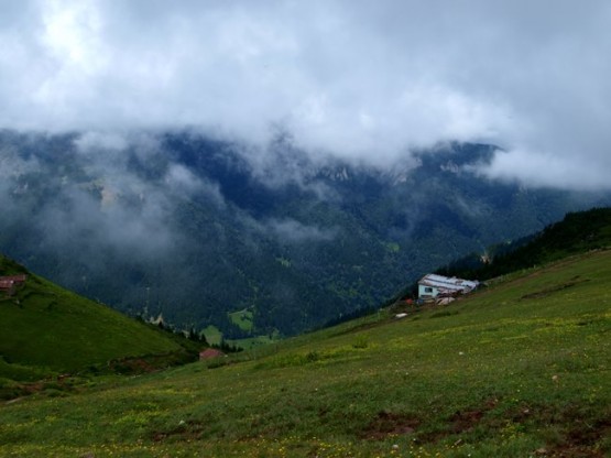 Trabzon/Araklı/ Golaşa/Zifinboğazı yaylası