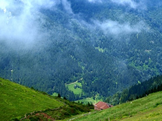 Trabzon/Araklı/ Golaşa/Zifinboğazı yaylası