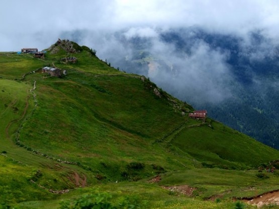 Trabzon/Araklı/ Golaşa/Zifinboğazı yaylası
