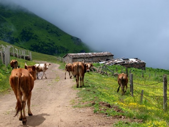 Trabzon/Araklı/ Golaşa/Zifinboğazı yaylası