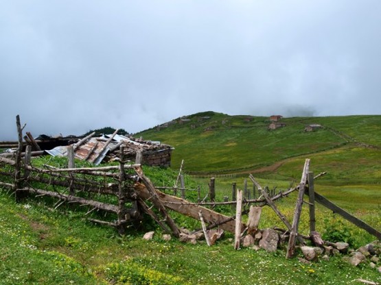 Trabzon/Araklı/ Golaşa/Zifinboğazı yaylası