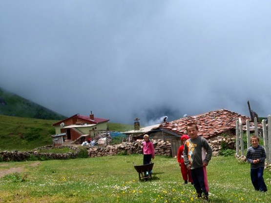 Trabzon/Araklı/ Golaşa/Zifinboğazı yaylası