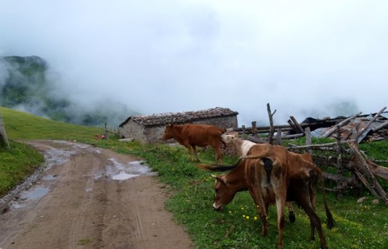 Trabzon/Araklı/ Golaşa/Zifinboğazı yaylası