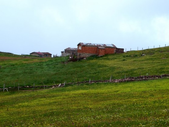 Trabzon/Araklı/ Golaşa/Zifinboğazı yaylası