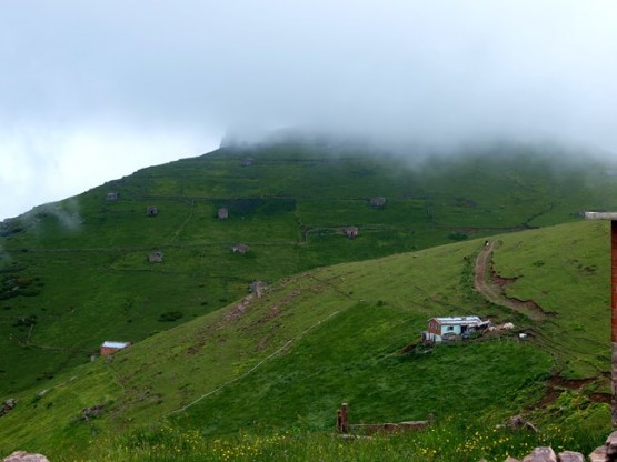 Trabzon/Araklı/ Golaşa/Zifinboğazı yaylası
