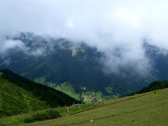 Trabzon/Araklı/ Golaşa/Zifinboğazı yaylası