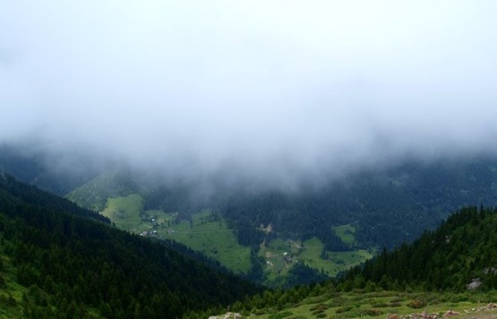 Trabzon/Araklı/ Golaşa/Zifinboğazı yaylası