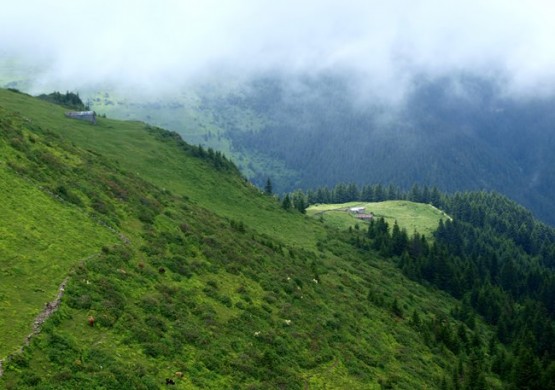 Trabzon/Araklı/ Golaşa/Zifinboğazı yaylası