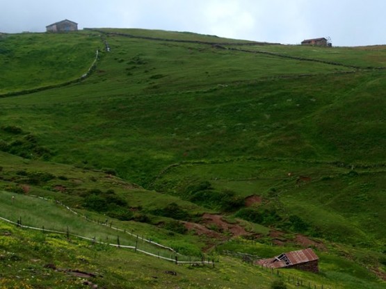 Trabzon/Araklı/ Golaşa/Zifinboğazı yaylası